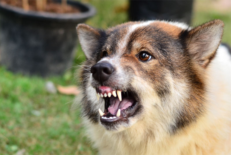Dog bites